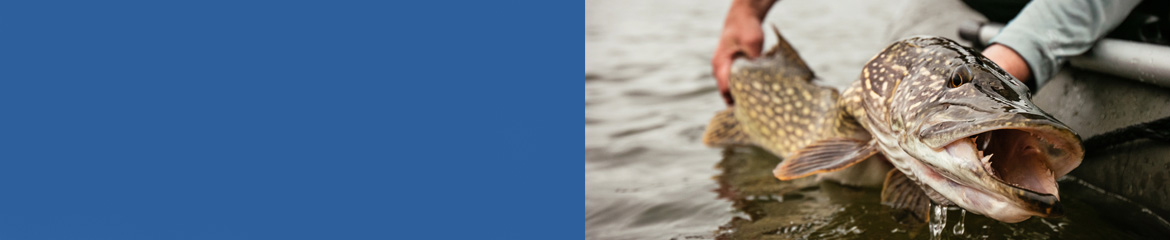 Maniaki na szczupaki